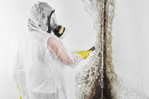 Best Fast Mold Removal  in New London, TX