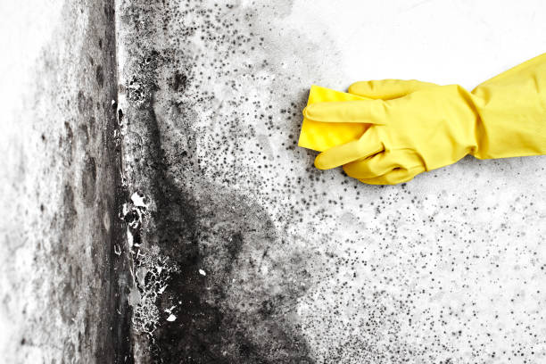 Mold Removal Process in New London, TX