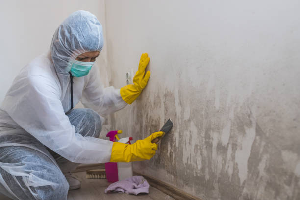 Best Professional Mold Removal  in New London, TX