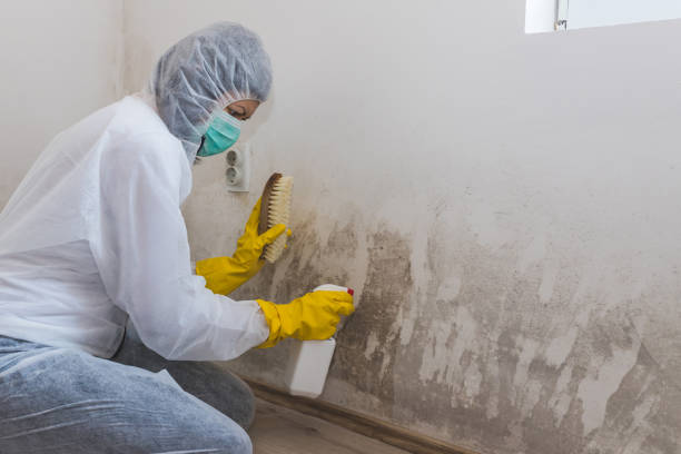Best Emergency Mold Removal  in New London, TX