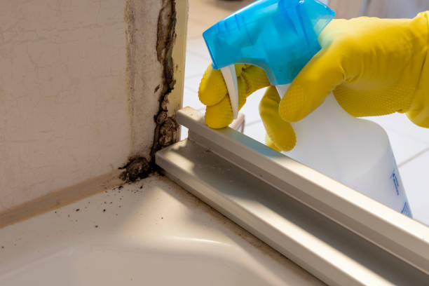 Home Mold Removal in New London, TX