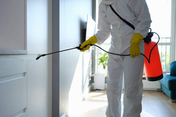Best Mold Remediation  in New London, TX