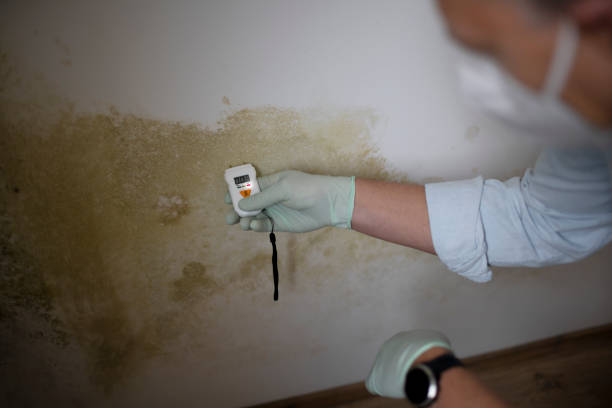 Best Mold Remediation Experts  in New London, TX