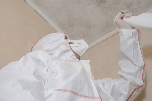 Best Toxic Mold Removal  in New London, TX