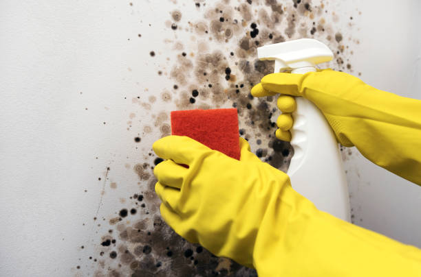 Best Best Mold Removal Companies  in New London, TX