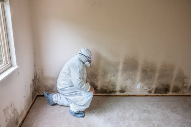 Best Mold Testing  in New London, TX