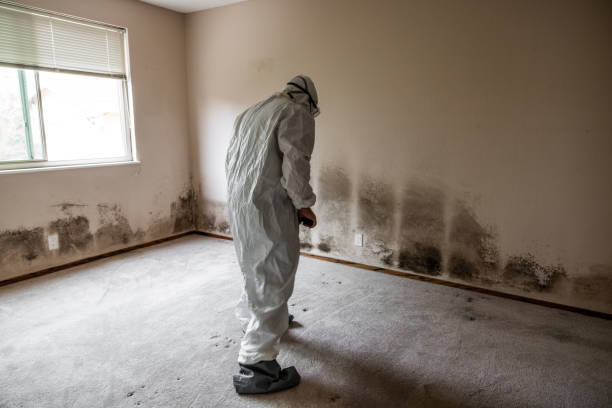 Best Home Mold Removal  in New London, TX