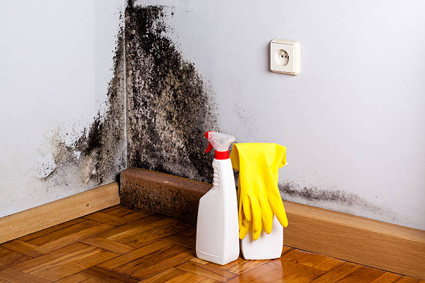 Best Mold Damage Repair  in New London, TX