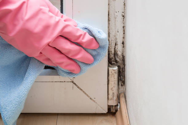 Best Commercial Mold Removal  in New London, TX