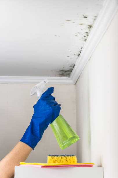 Best Attic Mold Removal  in New London, TX